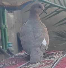 Streptopelia senegalensis