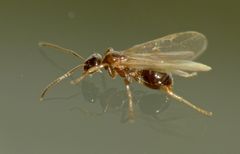 Prolasius advena