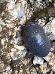 Venezillo stuckchensis