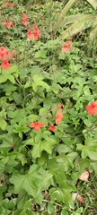 Pelargonium tongaense