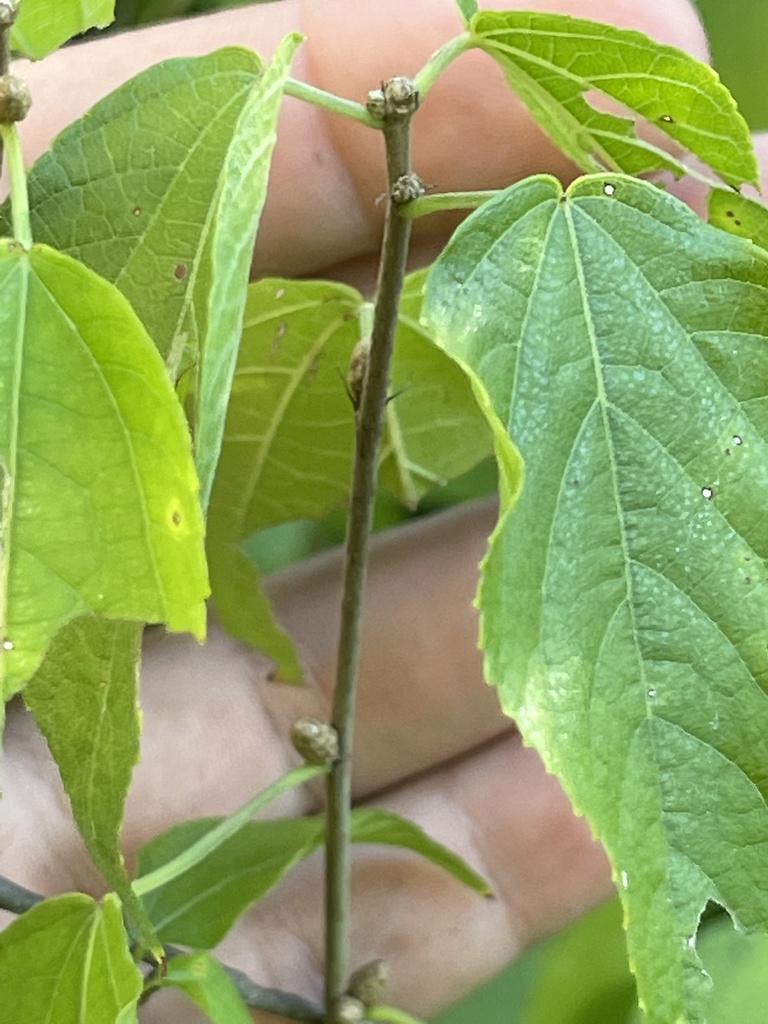 Acalypha filipes (S.Watson) McVaugh