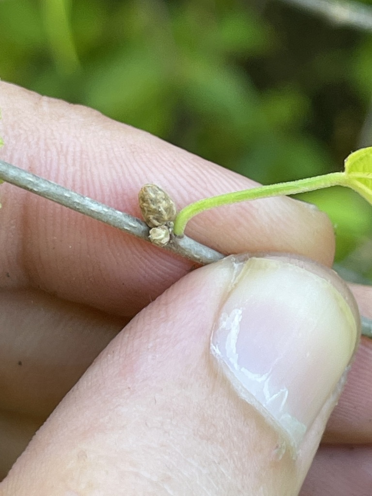 Acalypha filipes (S.Watson) McVaugh 2