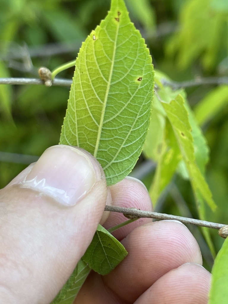 Acalypha filipes (S.Watson) McVaugh 3