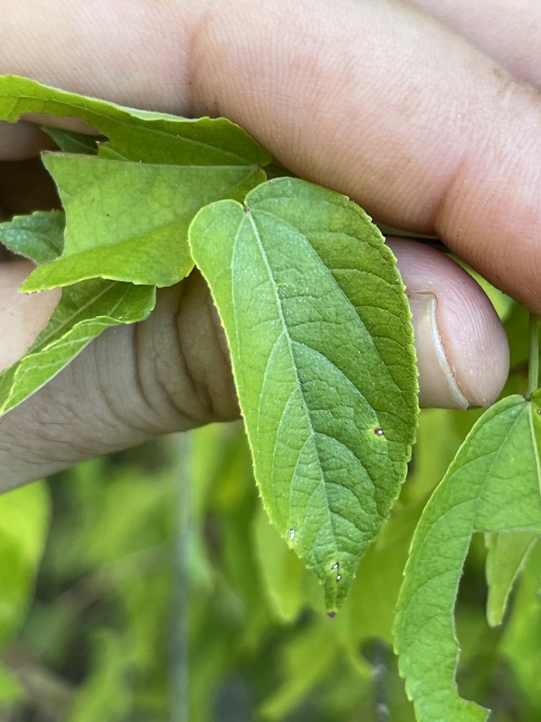Acalypha filipes (S.Watson) McVaugh 4