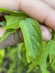 Acalypha filipes