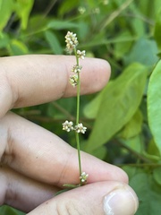 Iresine angustifolia