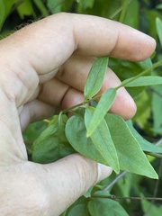 Iresine angustifolia