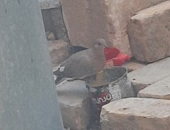 Streptopelia senegalensis