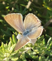 Lampides boeticus