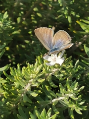 Lampides boeticus