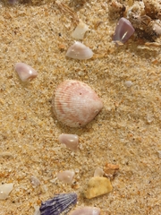 Acrosterigma kerslakae