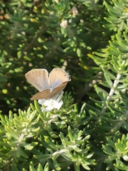 Lampides boeticus