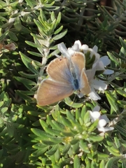 Lampides boeticus