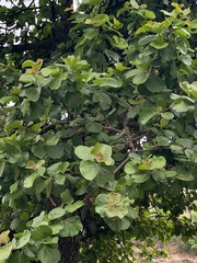 Dombeya rotundifolia