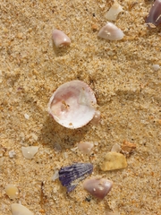 Acrosterigma kerslakae