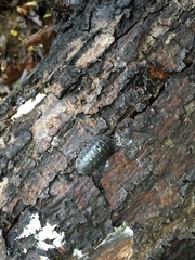 Armadillidium depressum