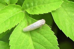 Cofana spectra