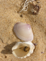 Austromactra contraria