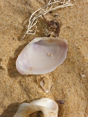 Austromactra contraria