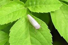Cofana spectra