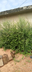 Magnoliopsida