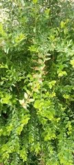 Magnoliopsida