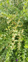 Magnoliopsida