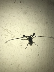 Lasiopezus variegator