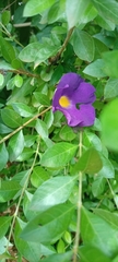 Magnoliopsida