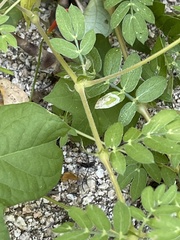 Kallstroemia peninsularis