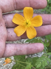 Kallstroemia peninsularis