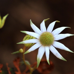 Actinotus