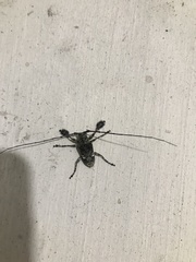 Lasiopezus variegator