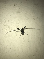 Lasiopezus variegator