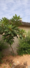 Magnoliopsida