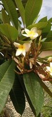 Magnoliopsida