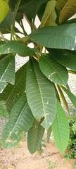 Magnoliopsida