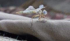 Selysiothemis nigra