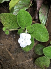 Episcia lilacina