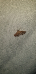Nacoleia rhoeoalis