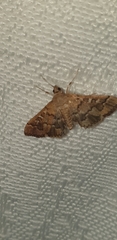 Nacoleia rhoeoalis