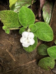 Episcia lilacina