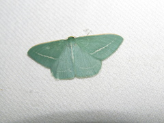 Chlorocoma stereota