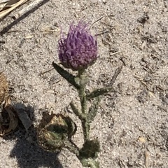 Sphaeranthus peduncularis