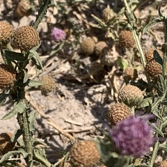 Sphaeranthus peduncularis