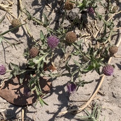 Sphaeranthus peduncularis