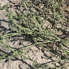 Sphaeranthus peduncularis