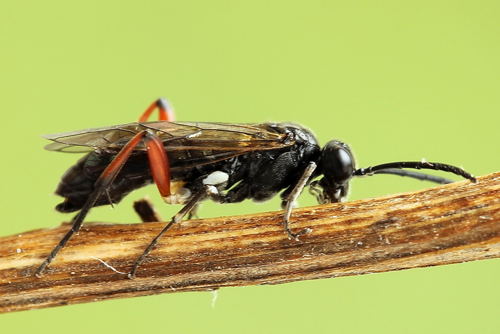 Macrophya sanguinolenta