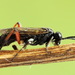 Macrophya sanguinolenta - Photo (c) Andrey Ponomarev, μερικά δικαιώματα διατηρούνται (CC BY-NC), uploaded by Andrey Ponomarev
