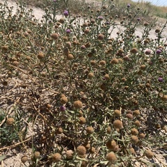 Sphaeranthus peduncularis